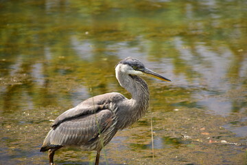 Great Blue heron feeding