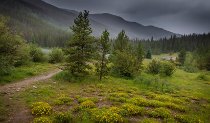 Wild flower meadow in rural Colorado on a stormy day