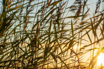 Sun goes down through the grass near lake