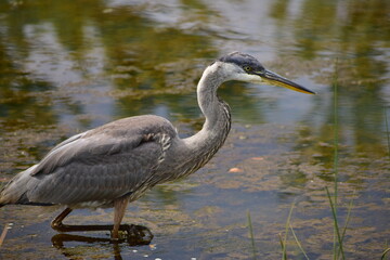 Great Blue Heron at the lake
