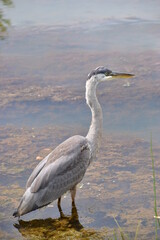 Great Blue Heron at the lake