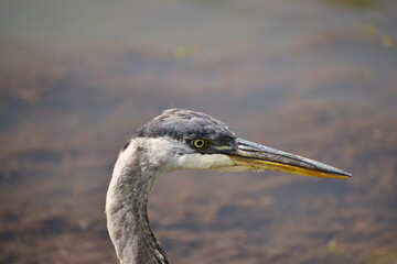 Great Blue Heron at the lake