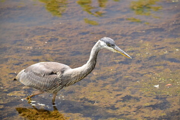 Great Blue Heron