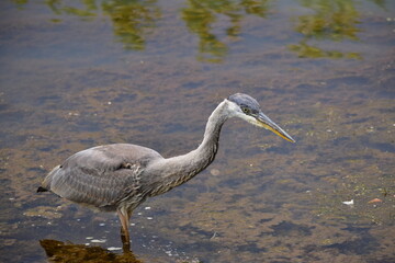 Egret