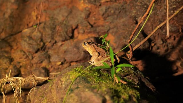 Cane toad on a rock rhinella marina during night Costa Rica rainforest