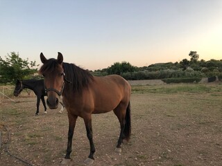 Caballos en el campo, naturaleza