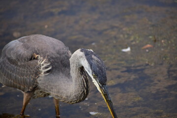 Great Blue Heron
