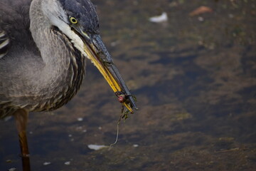 Great Blue Heron