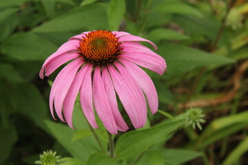 Fototapeta premium flower close-up