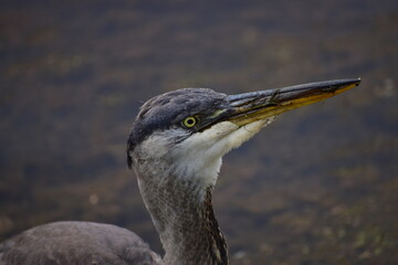 Egret