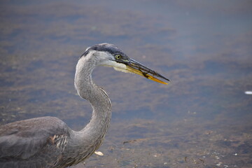 Egret