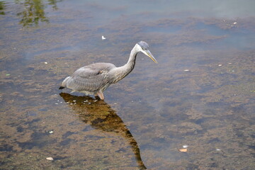 Egret