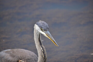 Egret