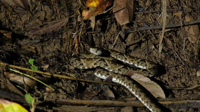Deadly snake common lancehead terciopelo going into defense mode Costa Rica night time 