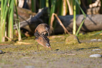 Virginia Rail birds breeding in wetlands
