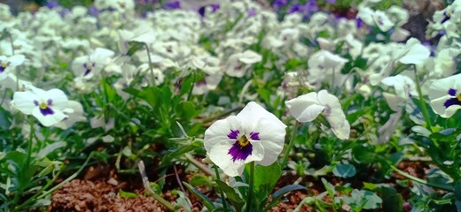 Close-up of blooming white and purple pansy flowers in a vibrant garden, symbolizing spring beauty and natural freshness, perfect for botanical, gardening, and floral background concepts