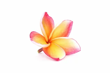 Zelfklevend Fotobehang frangipani plumeria flower isolated © Cheattha