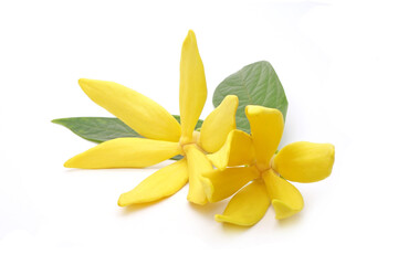 Ylang-Ylang (Cananga odorata) valued for perfume extracted from its flowers,  which is an essential...