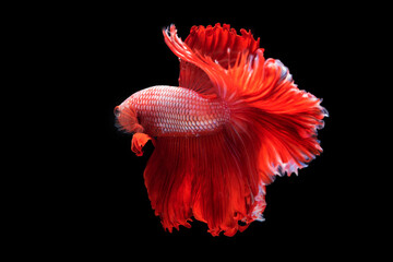 Beautiful colors "Halfmoon Betta" capture the moving moment beautiful Fighting fish siam betta fish in thailand on black background