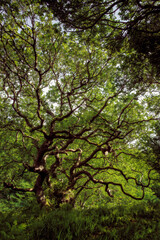 Oak Tree