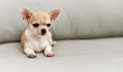 Beautiful small dog chihuahua lying resting sitting on the sofa at home