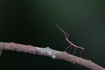 Stick insect or Phasmids (Phasmatodea or Phasmatoptera) also known as walking stick insects,...