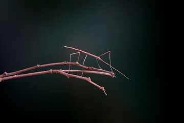 Stick insect or Phasmids (Phasmatodea or Phasmatoptera) also known as walking stick insects, stick-bugs, bug sticks or ghost insect. Green stick insect camouflaged on tree. Selective focus, copy space © Cheattha
