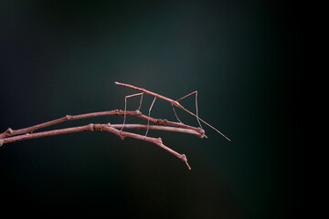 Stick insect or Phasmids (Phasmatodea or Phasmatoptera) also known as walking stick insects,...
