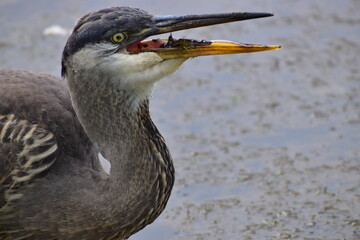 Great Blue Heron