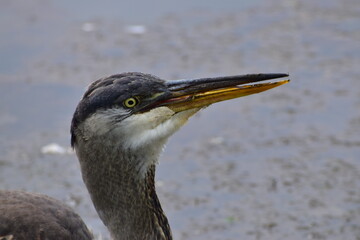 Great Blue Heron