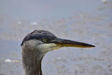 Great Blue Heron at the lake