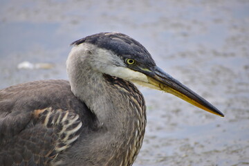 Great Blue Heron