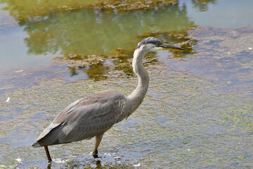 Great Blue Heron