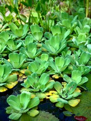 Obraz premium green leaves background