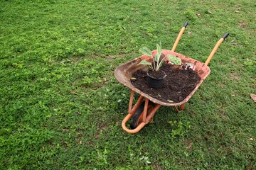 Car with soil and plant grass in the garden