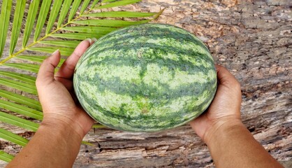 Watermelon summer fruit and hand woman on wood background