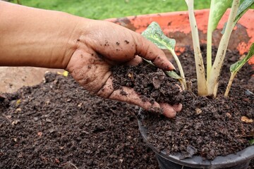 Hand woman planted plant with soil in the pot