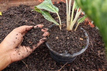 Hand woman planted plant with soil in the pot