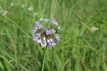 Nodding onion wildflower at Somme Prairie Nature Preserve in Northbrook, Illinois