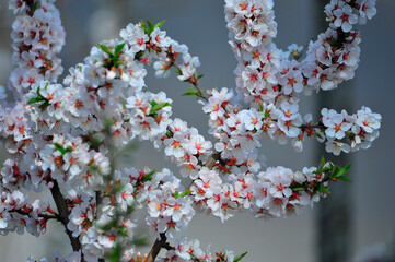 Pear flower blooming in spring