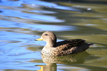 patos nadando el el parque de la ciudad de Bahia Blanca  