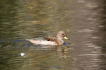 patos nadando el el parque de la ciudad de Bahia Blanca  