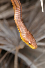 close up of a snake