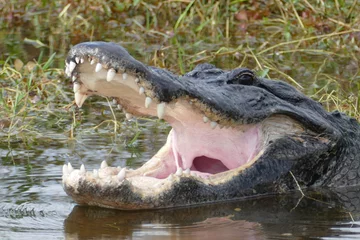 Fotobehang crocodile with open © Andrea Cozette 