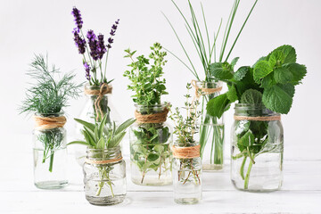 Fresh herbs in individual jars on white background