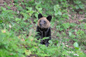 Fototapeta premium ドングリを食べるヒグマの幼獣（北海道・知床） 