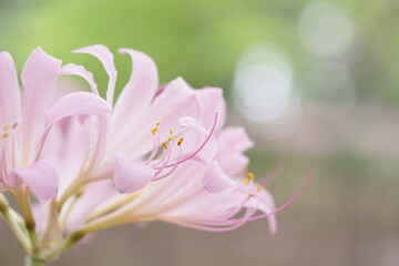 ナツズイセンのアップ6