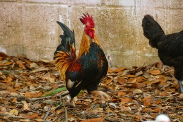 Fototapeta premium rooster