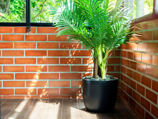Empty space on brick wall background with green leaves in black ceramic pot on parquet floor at the room corner with glass window and sunlight from outside.