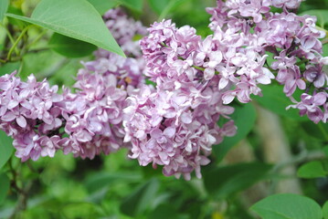 Fototapeta na wymiar Light purple lilac flowers close up
